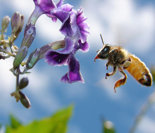 A bee reaching for a flower. Photo: aussiegall/flickr CC