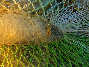 Threads of a fisherman's net