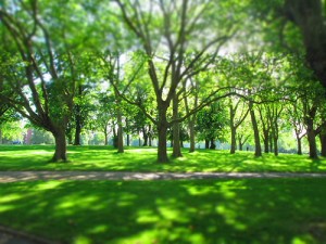 Trees in a park on a sunny day
