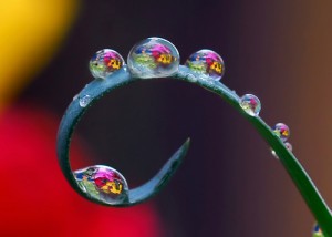 Plant tendril with water drops reflecting background colours
