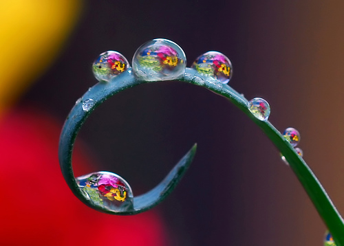 Plant tendril with water drops reflecting background colours