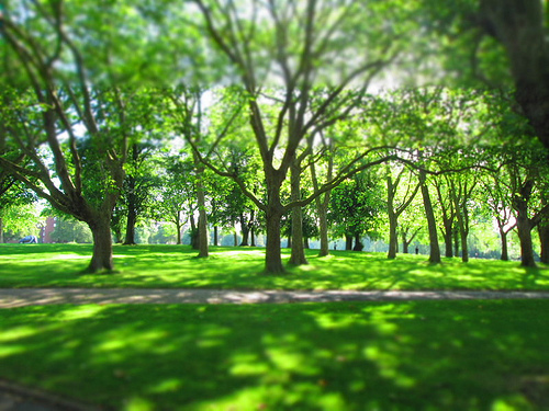 Trees in a park on a sunny day